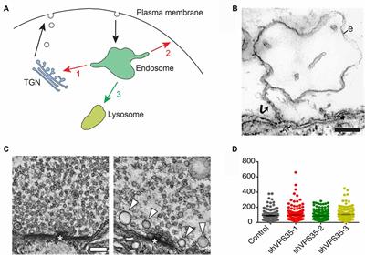 Retromer in Synaptic Function and Pathology